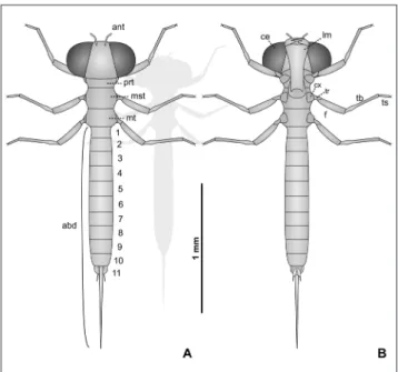 Fig. 7 - Reconstruction of  the holotype of  Arcanodraco filicauda n. 