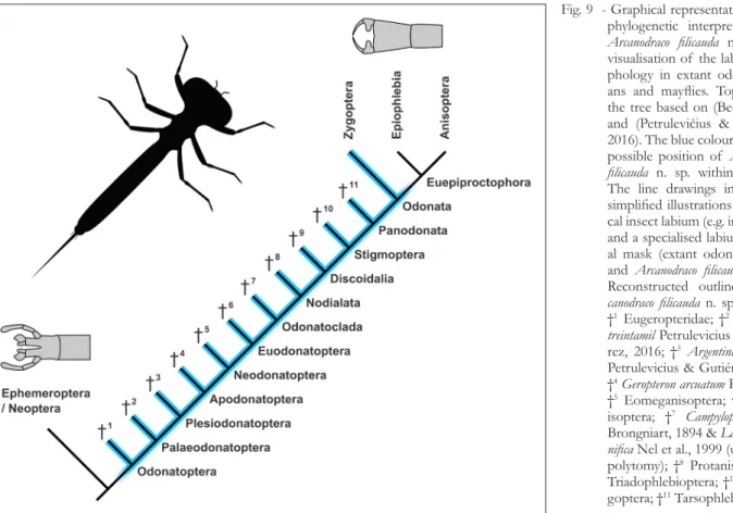 Fig. 9  - Graphical representation of the  phylogenetic interpretation for  Arcanodraco  filicauda n