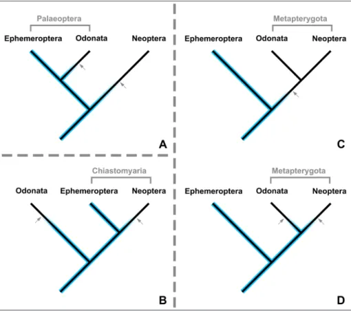 Fig. 10 - Different hypotheses on  the relationships between  basal pterygotan branches  with respect to the  implica-tions of  Arcanodraco filicauda  n