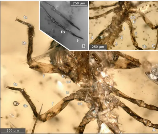 Fig. 4 - Details of  the thorax in the  holotype of  Arcanodraco  filicauda n. sp., BUB-2823,  specimen 2
