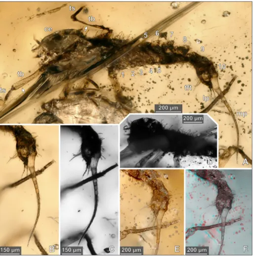 Fig. 5 - Paratype of  Arcanodraco  fi- fi-licauda n. sp., BUB-2823,  specimen 1. A)  Latero-ven-tral view, white light  micros-copy, arrows highlight the  different preservation  qual-ities of  the tibiae, numbers  refer to abdominal segments  1–10