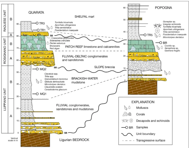 Fig. 2 - Schematic stratigraphic logs of  the upper Miocene of  the Monti Livornesi, with paleoenvironemental interpretation of  the three main  units and the main sequence-stratigraphic surfaces
