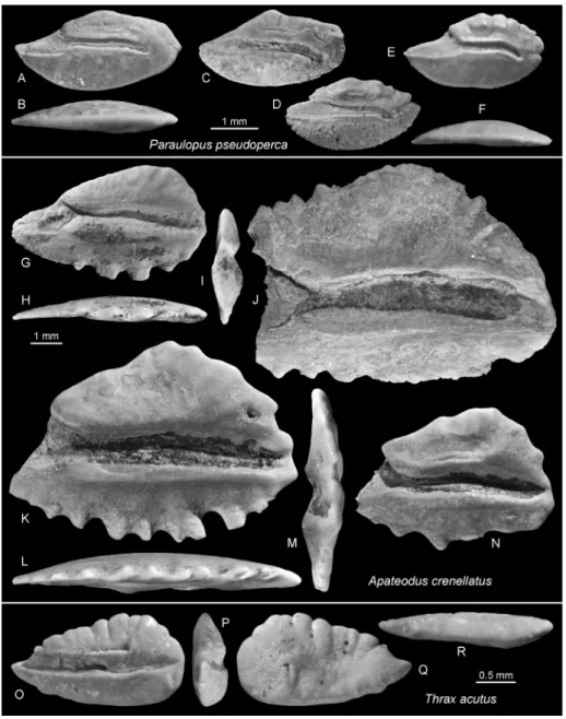 Fig. 7 - A-F)  Paraulopus pseudoperca  (Nolf  &amp; Dockery, 1990),  Blue Springs; A-D MMNS  VP 6393 (A-C reversed),  E-F MMNS VP 6393.1,  6393.2, and 6400 (reversed)