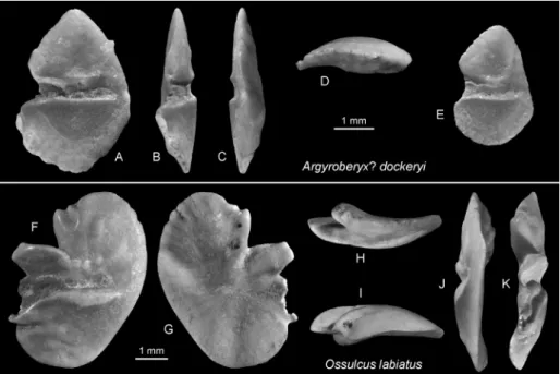 Fig. 10 - A-E) Argyroberyx?  dockeryi  (Nolf  &amp; Stringer, 1996),  Blue Springs, MMNS VP  6403 and 6403.1 (A-D  rever-sed)