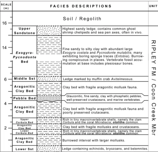 Fig. 2 -  Composite section of  the  Blue Springs locality. Three  different stations were  me-asured in 2010 to produce  the illustrated section, which  lies entirely within the Coon  Creek Member of  the Ripley  Formation