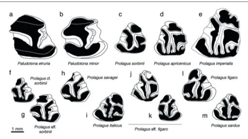 Fig. 1 - Fossil stem lagomorphs and ochotonids of  Italy. a) Paludotona etruria, p3 dx (Baccinello V1; fig