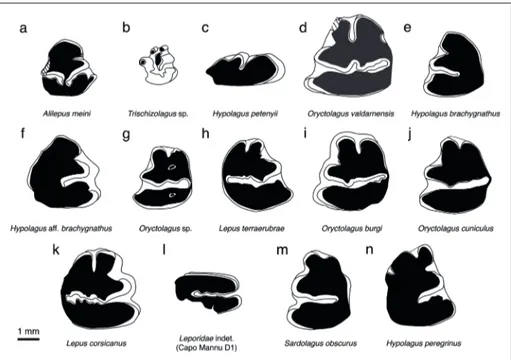 Fig. 2 - Fossil leporids of  Italy. a) Alilepus meini, p3 dx (Baccinello V3 localities; fig