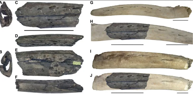 Fig. 2 - IRSNB M 2316, partially preserved right mandible of  Eschrichtius sp. from the Pliocene of  Belgium (panels A–F, H, J), and mandibles of   juvenile and adult individuals of  the extant species Eschrichtius robustus (panels G–J)