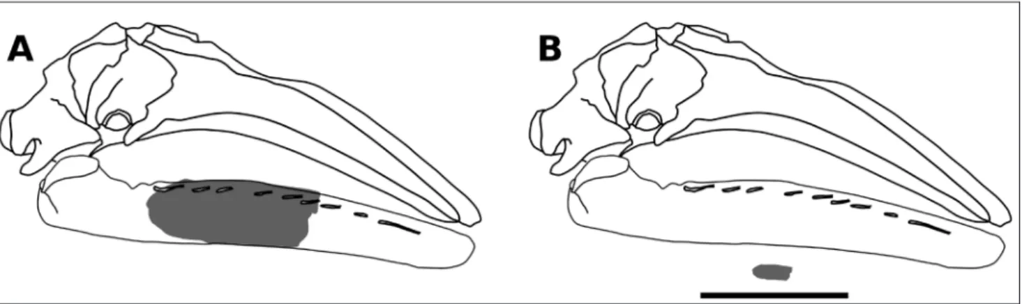 Fig. 3 - A) Line drawing of  a cranium and mandible of  Eschrichtius in right lateral view (the gray-shaded area represents the bone portions  preserved in the Pliocene Belgian specimen IRSNB M 2316); B) size comparison between the cranium and mandible of 