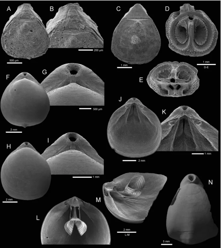 Fig. 7 - A-B - Minutella minuta (Cooper, 1981), Tonga, dorsal view of  articulated specimen, and enlargement (B) of  posterior part to show  rugideltidium, MNHN IB-2013-788, B ordau  2, stn DW 1521, 225-233 m, SEM