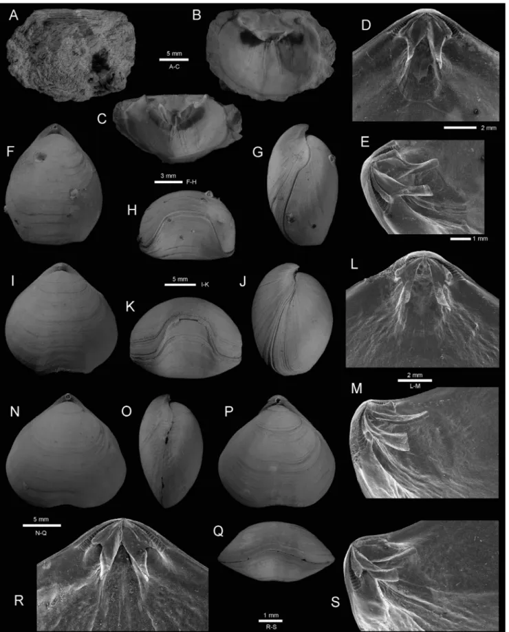 Fig. 2 - A-C - Neoancistrocrania norfolki Laurin, 1992, Tonga, B ordau  2, stn DW 1602, 263-320 m, outer, inner and tilted views of  dorsal valve,  MNHN IB-2013-679