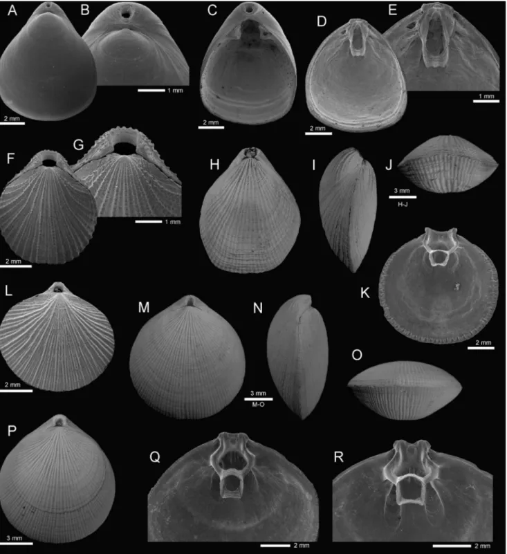 Fig. 3 - A-E - Xenobrochus rotundus Bitner, 2008, Tonga, B ordau  2, SEM, A-B dorsal view of  articulated specimen, and enlargement of  posterior  part to show details of  the beak, MNHN IB-2013-714, stn DW 1537, 391-421 m; C-E inner views of  disarticulat