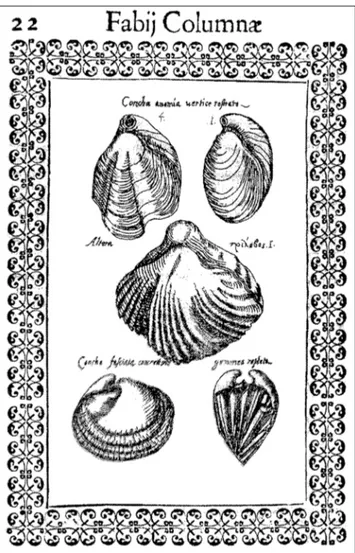 Fig. 1 - Page 22 of  Purpura (Colonna 1616). The small numbers close  to the specimens in the upper part of  the figure are  respec-tively number 4 and 1, from the left to the right