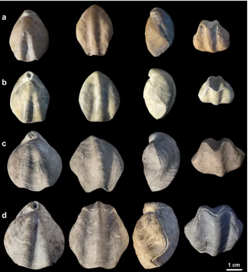 Fig. 2 - Terebratula sinuosa. Row a)  juvenile  specimen  from  Cessaniti  (Calabria,   Sou-thern  Italy)