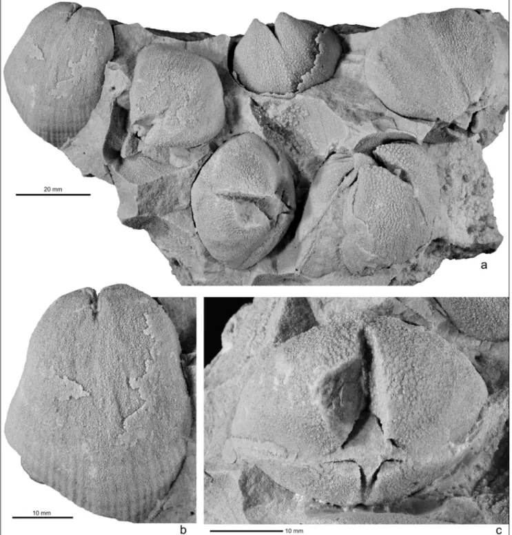 Fig. 5 - Virgianoides major (Savage, 1916) new combination, topotype material from the Lime Island Dolomite at Marblehead Quarry, Marble- Marble-head, Wisconsin (Sample 9-06), approximately 37 m (122 ft) above the Virgiana mayvillensis horizon in the Mayvi