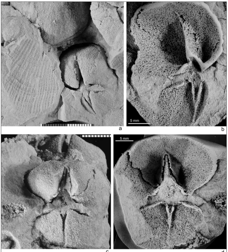 Fig. 6 - Virgianoides major (Savage, 1916) new combination, topotype material from the Lime Island Dolomite at Marblehead Quarry, Marble- Marble-head, Wisconsin (Sample 9-06)