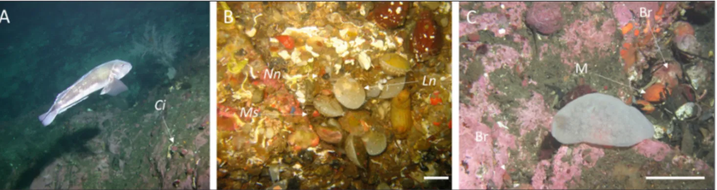 Fig. 2 - A) Typical inner-fiord rockwall community showing Calloria inconspicua (Ci) individuals (35 mm) attached in small groups at 15 m