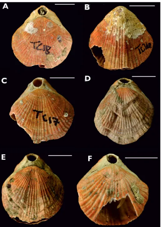 Fig  4  -  Examples  of   damaged  Ma- Ma-gasella sanguinea from Tricky  Cove, Doubtful Sound, all  collected February 2008,  Sample 1