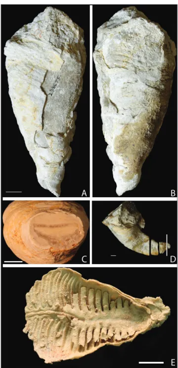 Fig. 1 - Pirgulia sp. from the Yale Peabody Museum Schuchert Col- Col-lection A) YPM IP 238675, dorsal view, scale bar is 1 mm
