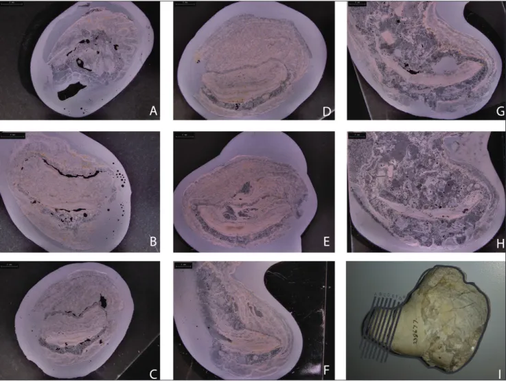 Fig. 2 - Serial sections of  Pirgulia sp., YPM IP 238677, showing the orientation of  the dorsal valve relative to ventral valve, shell microstructure,  infill matrix, and torsion of  ventral valve