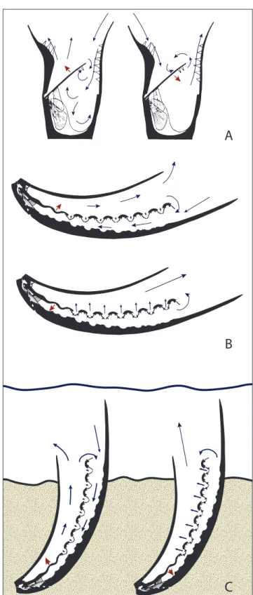Fig. 4 - Water flow models in lyttoniid and richthofeniid morphologies  A) Sicularia (Richthofenia sicula) with inflow phase with dorsal  valve opening (top) and filtering phase with dorsal valve  clos-ing bottom