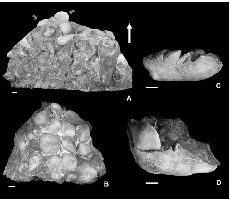 Fig. 5 - Some rock specimens from the shell bed of  the Baizuo Formation. A) The lower part of ZDA