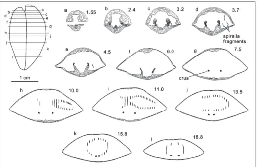 Fig. 8 - Transverse serial sections of   Weiningia ziyunensis  n.  sp.,  PKUM  02-0850