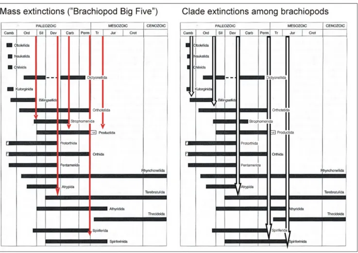 Fig. 2 - Comparison between the major mass extinctions (the Brachiopod Big Five) and the clade extinctions (extinctions of  orders) among  brachiopods
