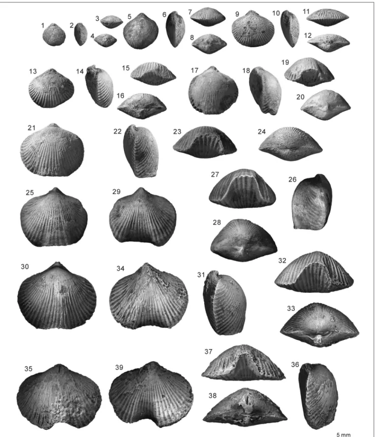 Fig. 2 - Variation in the size of Rongatrypa xichuanensis from the Upper Ordovician Shiyanhe Formation of Xichuan, Henan Province