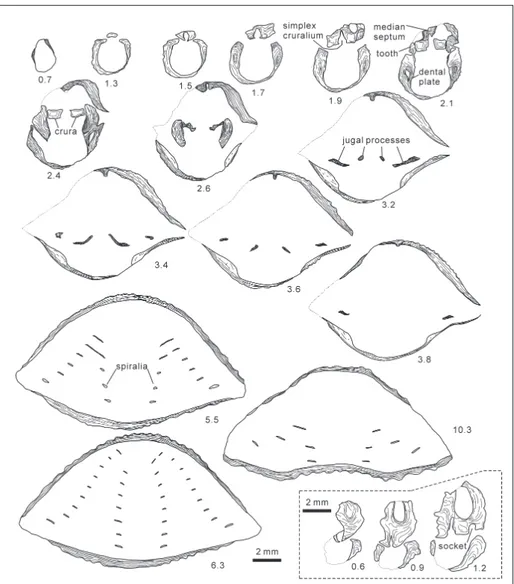 Fig. 3 - Sketches of  internal struc- struc-tures of  brachiopod  Ronga-trypa xichuanensis from the  Upper Ordovician  Shiyan-he Formation of  Xichuan,  Henan Province