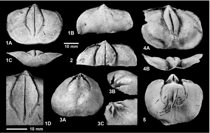 Fig. 6 - 1-3 - Pachyschizophoria amygdalina n. sp. Stratum: Berlé Formation, lowermost part of  upper Emsian, upper Lower Devonian