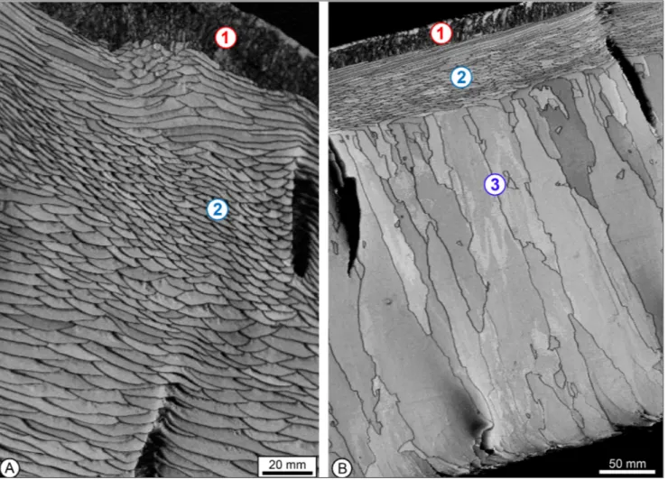 Fig. 2 - EBSD band contrast-images of  shell microstructures of  primary, secondary and tertiary layers in some modern brachiopods