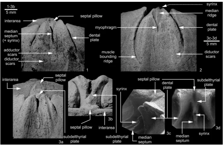 Fig. 7 - Ventral morphological terms of  Histosyrinx vautrini Termier &amp; Termier in Massa et al., 1974 (Serdeles, Libya, Marar Formation)