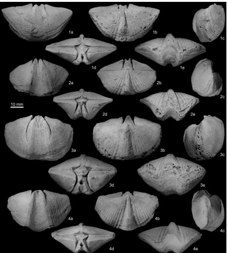 Fig. 5 - Histosyrinx vautrini Termier &amp; Termier in Massa et al., 1974 from the Serdeles area (Murzuq Basin, Western Libya), Marar Formation