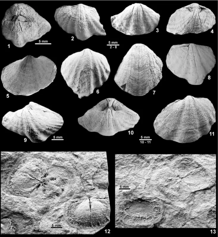 Fig. 4 - Tivertonia -Tomiopsis assemblage from the Bonete Formation, Sauce Grande Basin (Argentina)