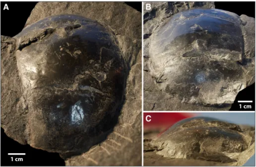 Table 1 lists all of  the currently accepted  members of  the family Belinuridae, together with  their authors, localities, and the recorded widths of   the carapace of  the largest specimens