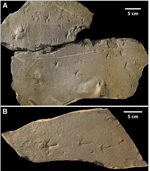 Fig. 4 - Kouphichnium sp. xiphosurid  trails from the Upper  Carbo-niferous (Kasimovian)  Me-ledis Formation, Friuli