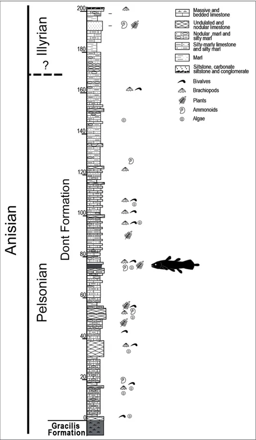 Fig. 2 - Stratigraphic section of  the  Dont Formation at  Mon-te Kühwiesenkopf/MonMon-te  Prà della Vacca; coelacanth  shape indicates the main  fossiliferous level that  yield-ed the coelacanth specimen.