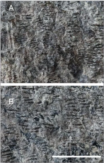 Fig. 6 - Specimen PZO 625. Scales from anterodorsal (A) and pos- pos-teroventral (B) sections of  the body