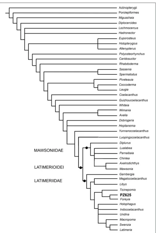 Fig. 7 - Strict consensus tree (Con- (Con-sistency Index 0.379,  Reten-tion Index 0.678) showing  the phylogenetic  relation-ships of  specimen PZO  625 on the basis of  available  characters.