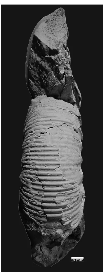 fig. 6A). It is worth noting that the ontogenetic se- se-quence of  rib-types shown in Fig