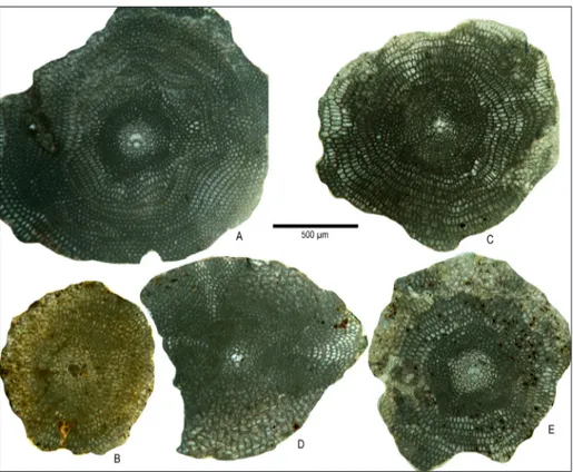 Fig. 11 - Megalospheric specimens of  Nemkovella daguini (Neumann)  from the Çengelli,  Şevketiye  and  Kırkgeçit  formations  in  Turkey,  equatorial  sections,  A) ÇAM14-25