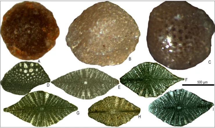 Fig. 6 - Megalospheric specimens of Nemkovella daguini (Neumann) from the Tahwah (A, F, I), Prang (B-E, G) and Çengelli (H) formations,  A-C) external views