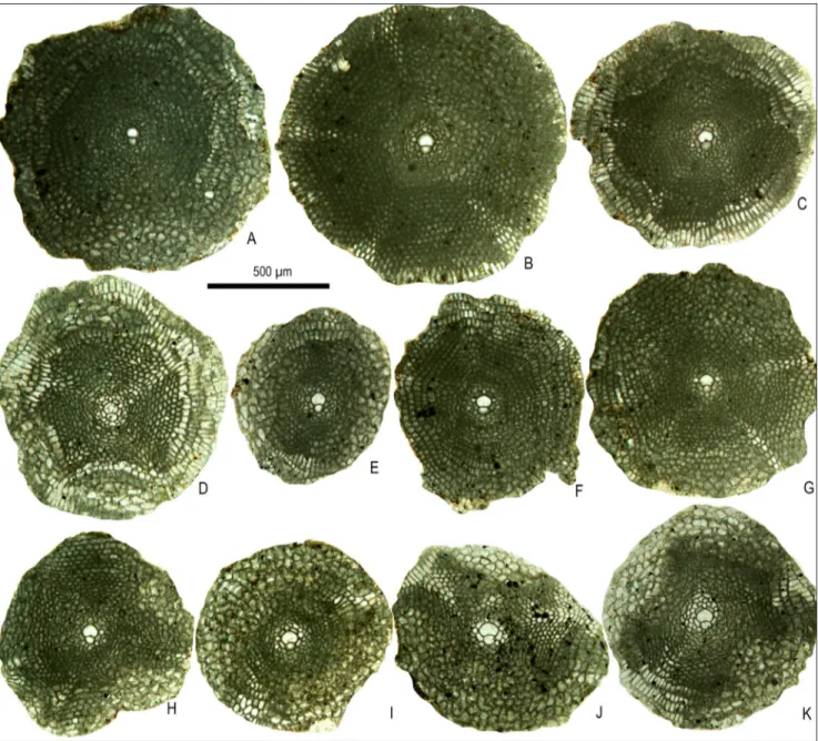 Fig. 7 - Megalospheric specimens of Nemkovella daguini (Neumann) from the Tahwah Formation in Ma’ayah pass, equatorial sections