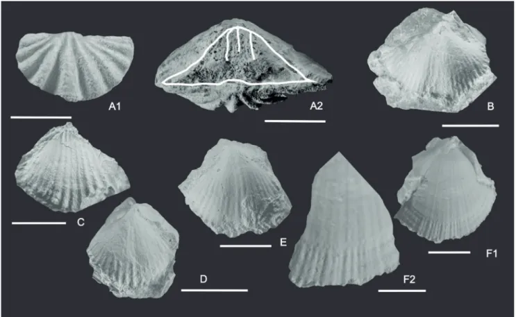 Fig. A1-2 - specimen LPB IIIb 839. Dorsal view and posterior views, with traced dental plates, respectively