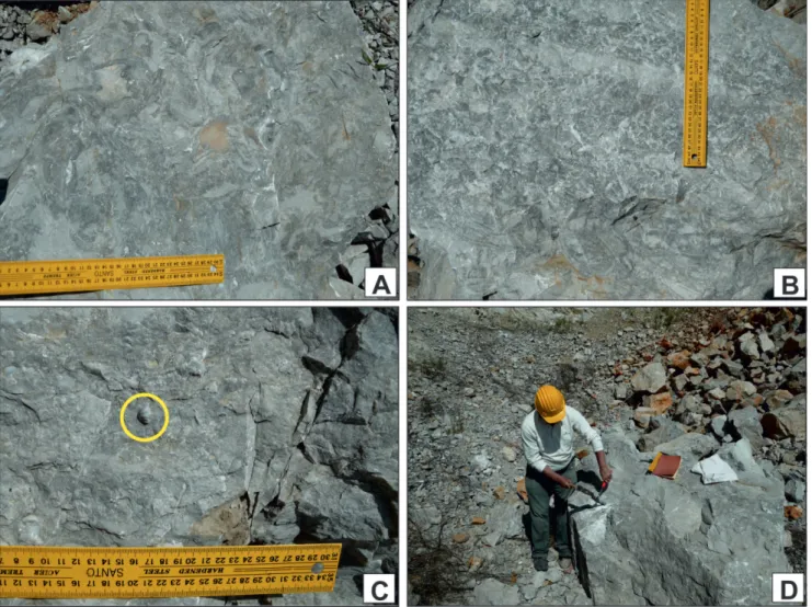 Fig. 6 - Photos showing packages of  rich-fossiliferous boundstone bearing microbially-mediated cement crusts (A, B and C) in the Tubiphytes- Tubiphytes-Limestone Member at stratigraphic level 106