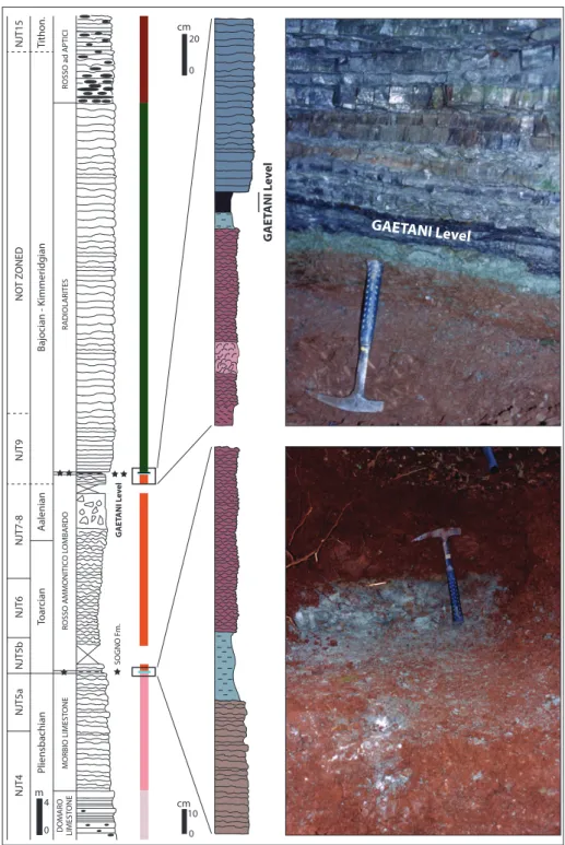 Fig. 2 - Lithostratigraphy and nan- nan-nofossil biostratigraphy of   the Alpe Turati section