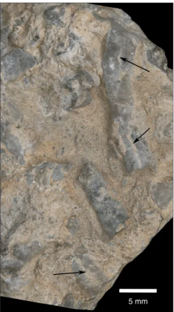 Fig. 4 - Weathered rock sample (bioclastic wackestone/floatstone)  from Rumerlo. Cross sectional view due to transverse  break-age
