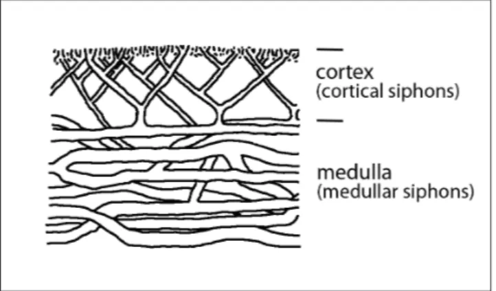 Fig. 7 - Internal structure of  Boueina sp. from Rumerlo. Model based  on thin section observations.