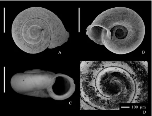 Pl. 4, fig. A–D 1774 Helix costata Müller, p. 30.